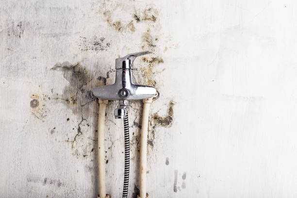 Best Residential Mold Remediation in Stockton, MO