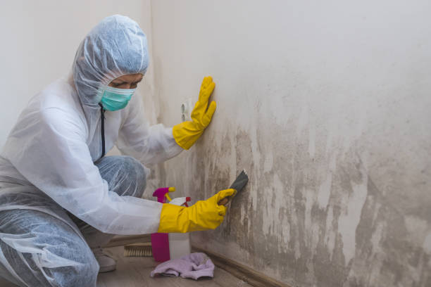 Best Industrial Mold Remediation in Stockton, MO