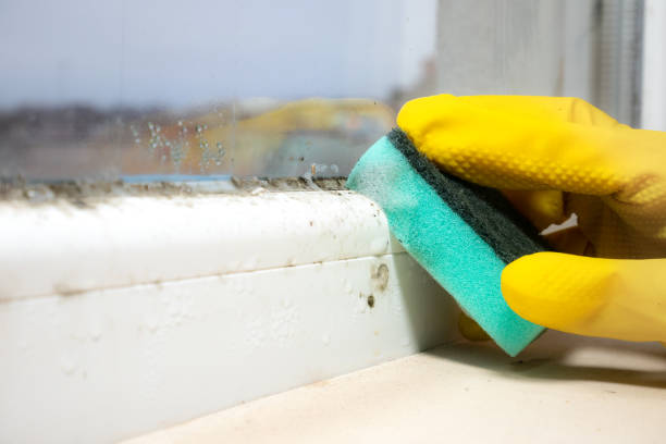 Best Residential Mold Remediation in Stockton, MO